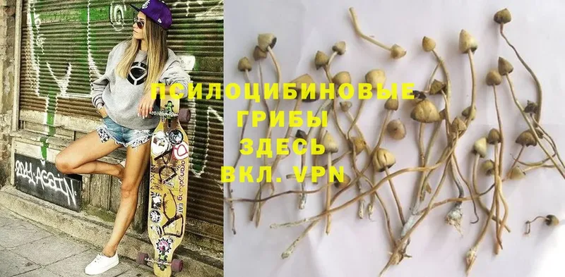 Галлюциногенные грибы Psilocybe  мега tor  Жердевка 